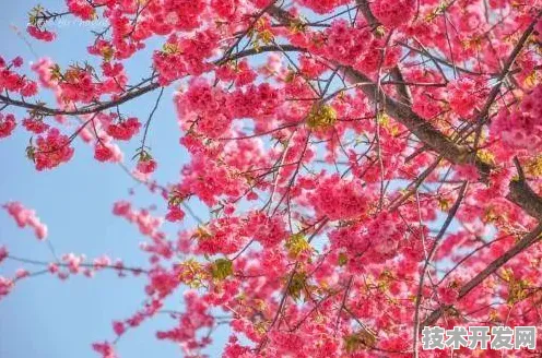 樱花草社区在线观看www最新版app下载-樱花草社区在线.