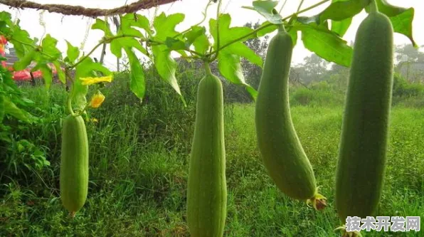 色多多草莓丝瓜榴莲秋葵下载安装IOS Android通用版 