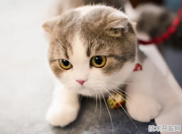 猫咪软件app官网最新版app下载-猫咪软件app官网最新版.