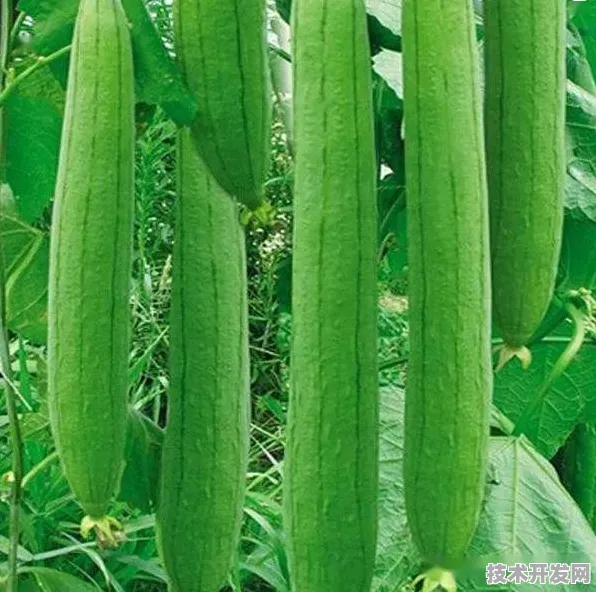 香蕉视频茄子丝瓜最新版官方版-香蕉视频茄子丝瓜最新.