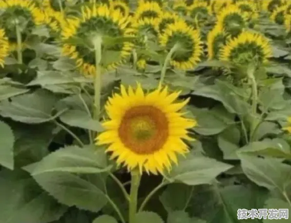 向日葵视频污版正式版-向日葵视频污版标准版v24.51825.