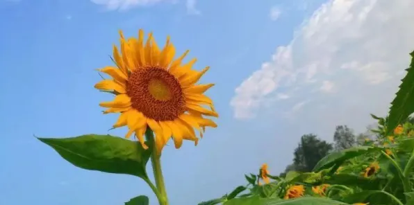向日葵视频污版正式版-向日葵视频污版标准版v24.51825.