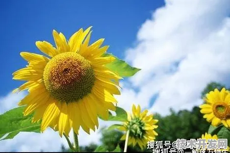 向日葵视频污版正式版-向日葵视频污版标准版v24.51825.