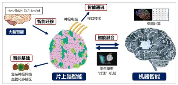 中芯国际技术规模化应用，成本降低脑机接口，开启科技新篇章