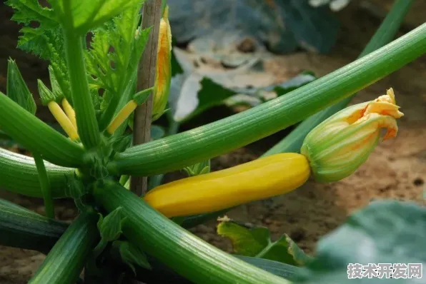 香蕉黄瓜丝瓜绿巨人樱桃最新版正式版-香蕉黄瓜丝瓜绿.