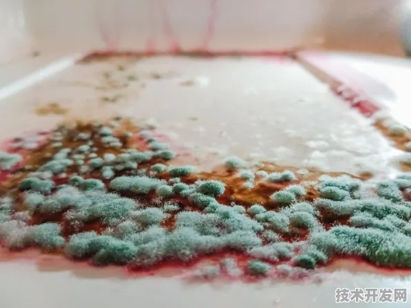黄瓜社区在线观看视频手机版下载官网版-黄瓜社区在线.
