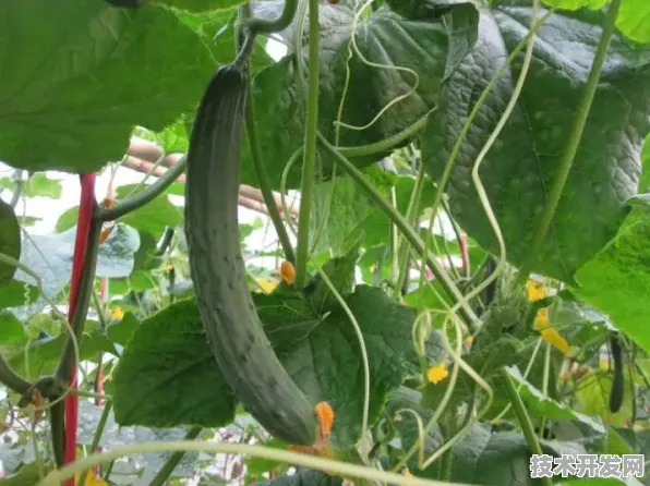 黄瓜丝瓜草莓芭乐视频官方版下载-黄瓜丝瓜草莓芭乐.
