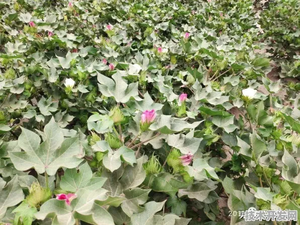 f2富二代官方app网址直播在线官方版下载-f2富二代官方.