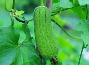 51丝瓜黄瓜视频在线观看视频全站版-51丝瓜黄瓜视频.