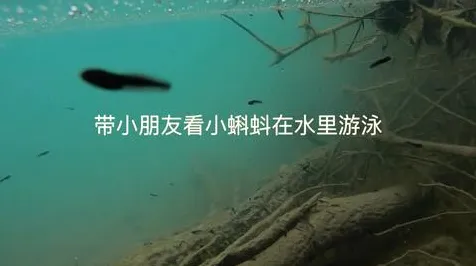 小蝌蚪视频免费官网下载官方版-小蝌蚪视频免费官网.