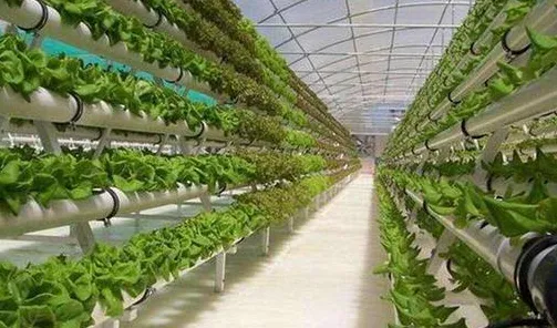 拼多多技术规模化应用，物联网成本降低32.45%的实战解析与未来五年技术演进图谱