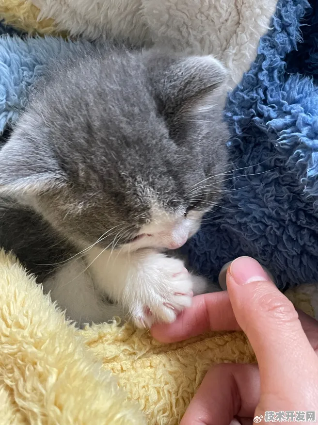 i23tcon小奶猫下载官方全站版-i23tcon小奶猫下载官方.