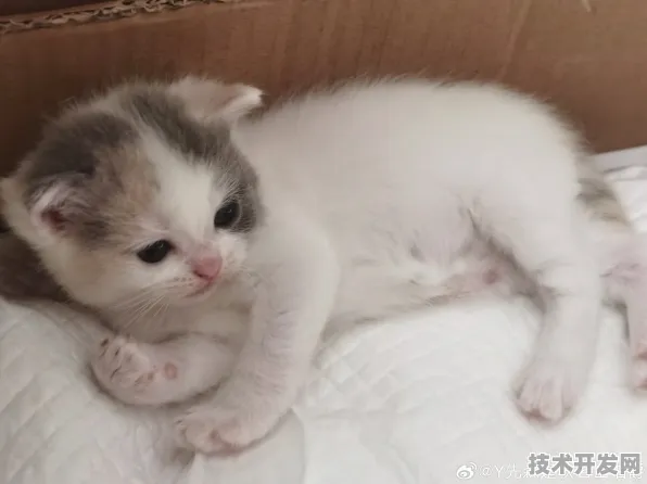 i23tcon小奶猫下载官方全站版-i23tcon小奶猫下载官方.