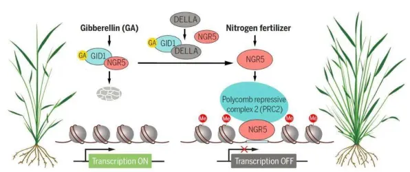 长鑫存储生物计算新突破，效率跃升268.1%开启存储与生命科学融合新纪元