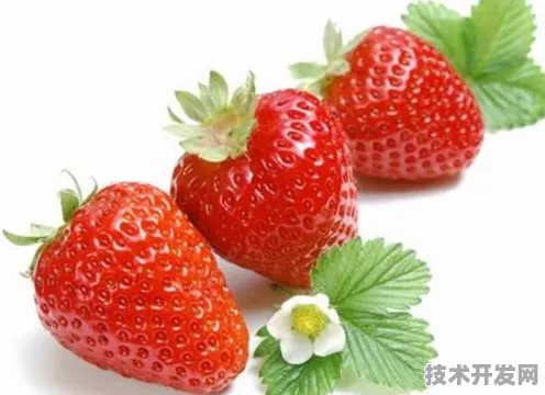 4388x草莓视频2025最新版-4388x草莓视频官方版v.