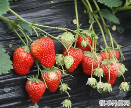 4388x草莓视频2025最新版-4388x草莓视频官方版v.