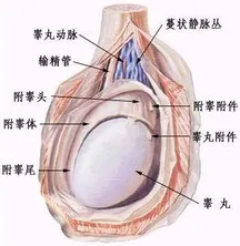 嘴巴含睾丸男人绿色版-嘴巴含睾丸男人标准版v8635.442.